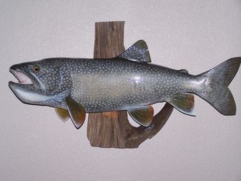 Lake Trout Replica w/ Driftwood
