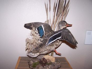 Mallard Hen w/ Habitat
