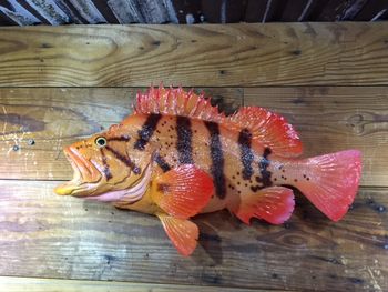 Tiger Rockfish
