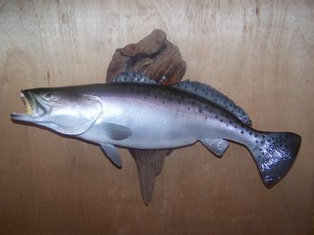 Speckled Trout Replica w/ Driftwood
