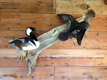 Hooded Merganser Pair
