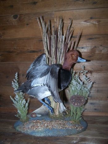 Redhead Drake w/Habitat
