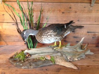 Hen Woodduck
