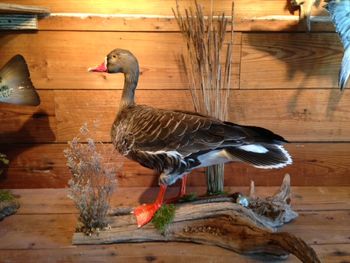 Speckled Goose Standing
