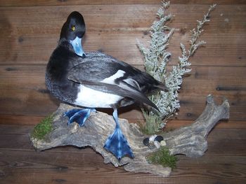 Bluebill Drake
