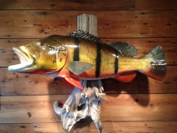 34" Peacock Bass
