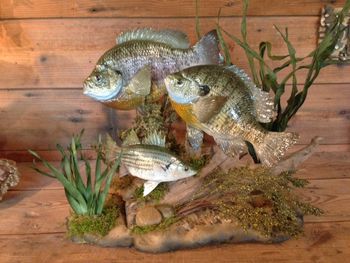 2 Bream Replicas w/baitfish
