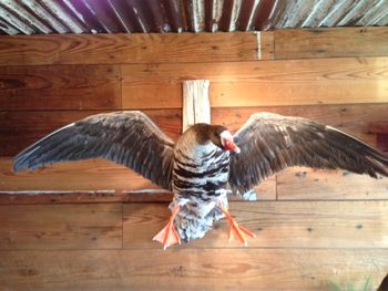 Speckled Belly Goose Cupped
