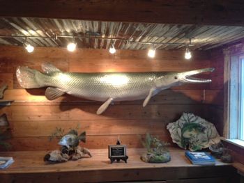 7 Foot Alligator Gar Replica
