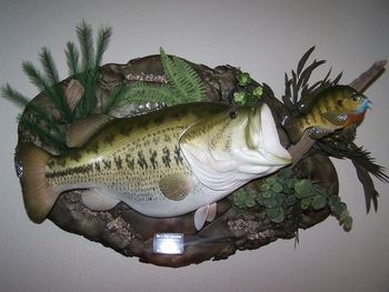 Largemouth Bass Replica w/ Wall Habitat & Baitfish
