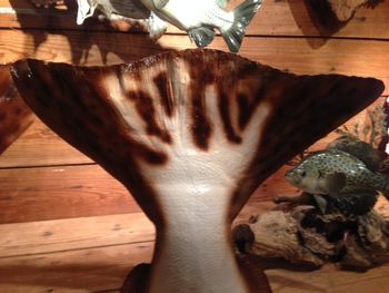 Halibut Tail
