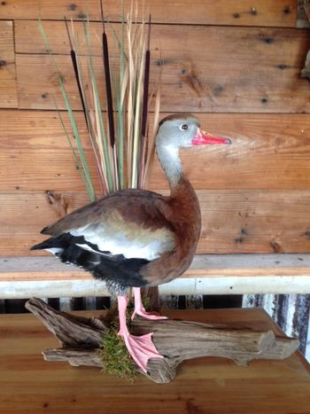 Drake Whistling Tree Duck
