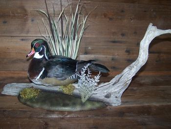 Wood Duck Drake sitting
