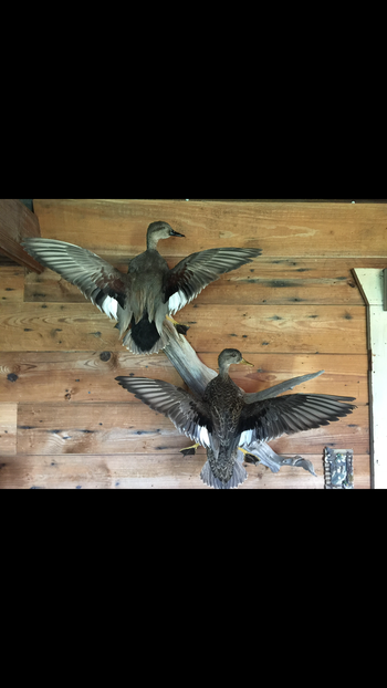 Gadwall Pair
