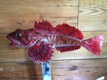 Red Sculpin

