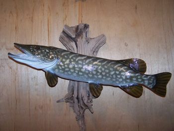 Northern Pike Replica w/ Driftwood
