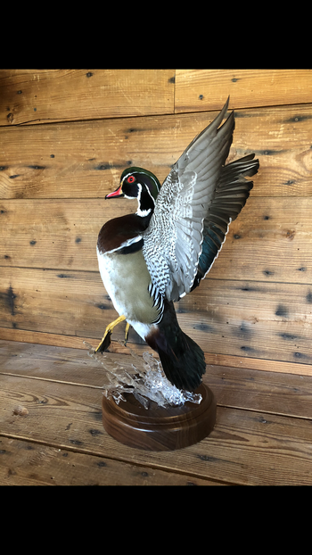 Woodduck Splash  Scene
