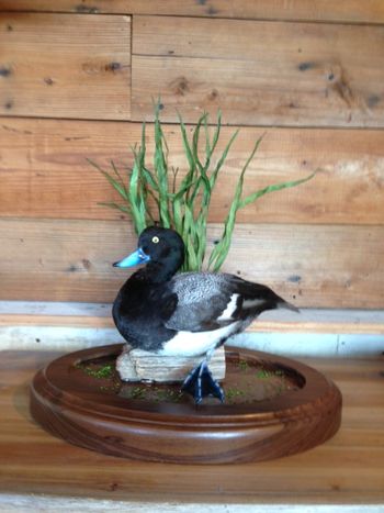 Bluebill  Drake in water scene
