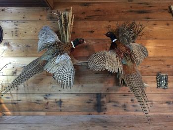 2 Pheasants
