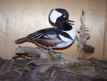 Hooded Merganser Drake

