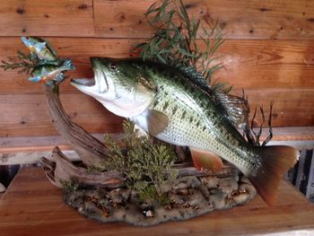 10.75 lb. Bass Rplica in Scene
