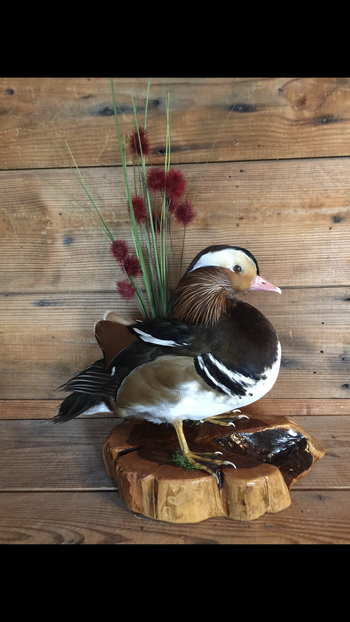 Mandarin Wood Duck
