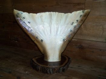 Halibut Tail Replica
