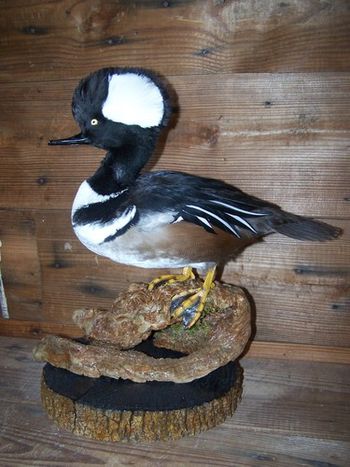 Hooded Merganser
