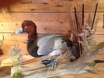Drake Redhead
