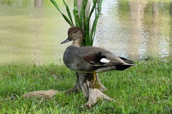 Gadwall Drake
