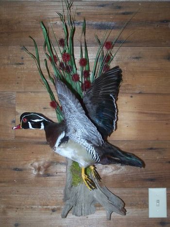 Wood Duck in Flight
