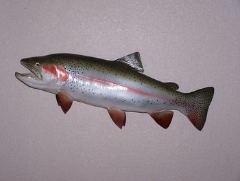 Rainbow Trout replica
