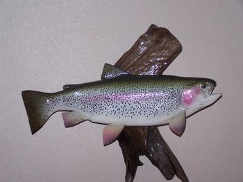 Rainbow Trout Replica w/ Driftwood
