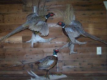 Three Pheasants for 1 customer
