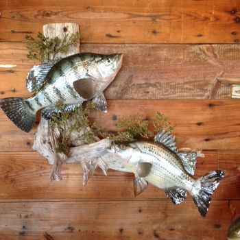 White Crappie and Yellow Bass

