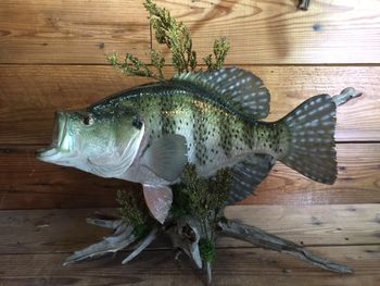 3.34 lb. White Crappie
