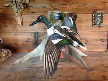 Spoonbill/Shoveler Drake
