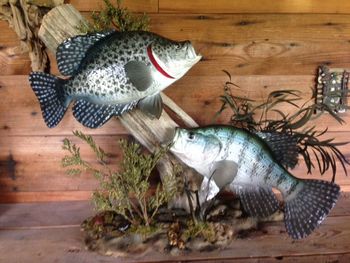 Black and White Crappie Scene
