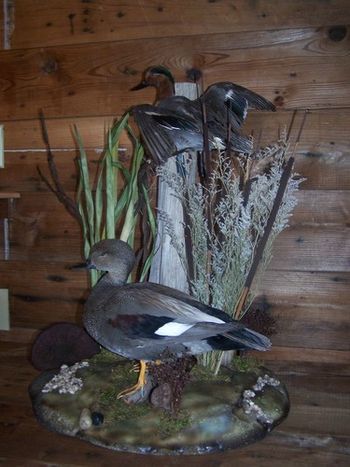 Gadwall Drake standing and Greenwing Teal Drake flying
