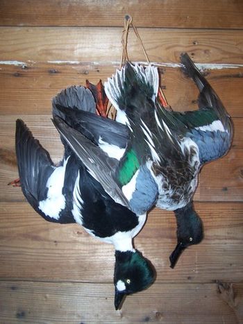 Goldeneye Drake and Shoveler Drake Deadmounts
