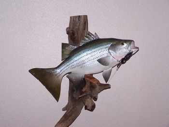 White Bass Replica w/ Driftwood
