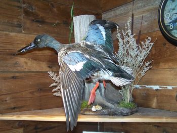 Shoveler in scene
