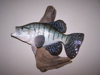 White Crappie Replica w/ Driftwood
