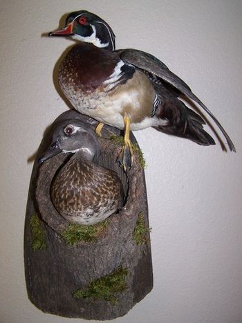 Woodduck pair in knothole

