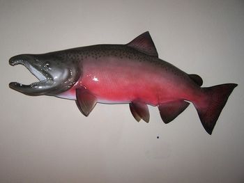 Silver Salmon Replica
