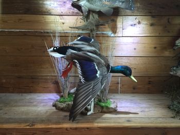 Mallard Diving Scene
