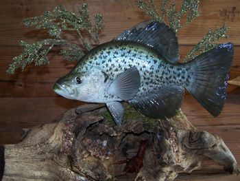 Black Crappie Replica with Crawdad
