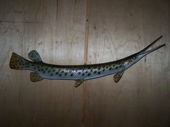 Longnose Gar Replica
