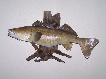 Walleye Replica  w/ Driftwood
