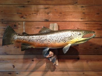 Brown Trout Replica Male
